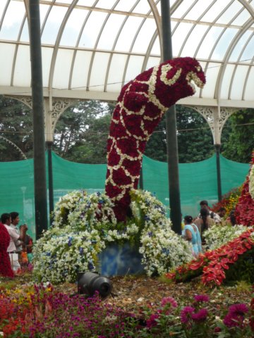 blumenshowimlalbaghgaden3.jpg