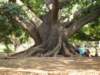 lalbagh_small.jpg