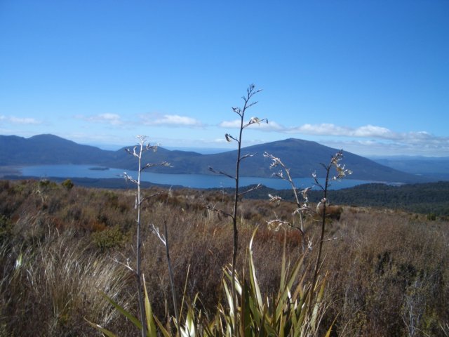 nz_0365.jpg